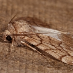 Stibaroma undescribed species at Melba, ACT - 13 Apr 2021 10:49 PM