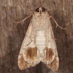 Stibaroma undescribed species at Melba, ACT - 13 Apr 2021 10:49 PM