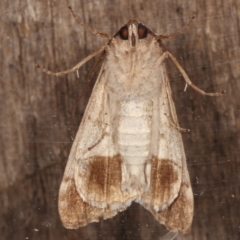 Stibaroma undescribed species at Melba, ACT - 13 Apr 2021