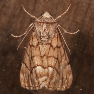 Stibaroma undescribed species at Melba, ACT - 13 Apr 2021