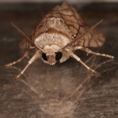 Stibaroma undescribed species at Melba, ACT - 13 Apr 2021 10:49 PM