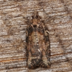 Thrincophora inconcisana (A Tortricid moth) at Melba, ACT - 13 Apr 2021 by kasiaaus