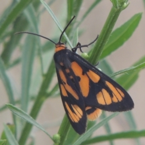 Amata (genus) at Tuggeranong DC, ACT - 22 Feb 2021