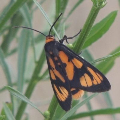 Amata (genus) (Handmaiden Moth) at Point Hut to Tharwa - 22 Feb 2021 by michaelb