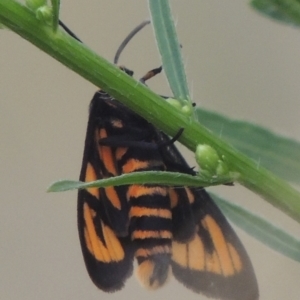 Amata (genus) at Tuggeranong DC, ACT - 22 Feb 2021