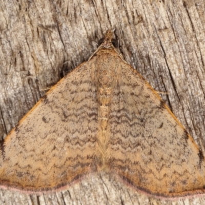 Chrysolarentia mecynata (Mecynata Carpet Moth) at Melba, ACT - 13 Apr 2021 by kasiaaus