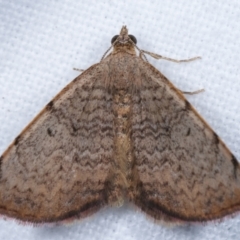 Chrysolarentia mecynata at Melba, ACT - 14 Apr 2021