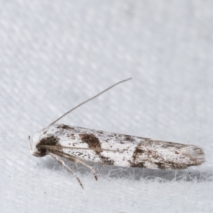 Oxythecta (genus) at Melba, ACT - 14 Apr 2021 01:01 AM