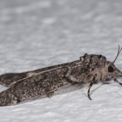 Smyriodes undescribed species nr aplectaria at Melba, ACT - 14 Apr 2021 01:06 AM