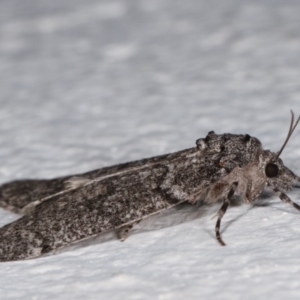 Smyriodes undescribed species nr aplectaria at Melba, ACT - 14 Apr 2021 01:06 AM