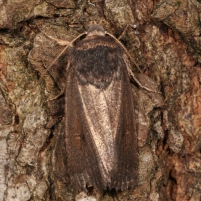 Proteuxoa sp. (21) (MoV, Part 9) (A Noctuid moth (Acronictinae)) at Melba, ACT - 14 Apr 2021 by kasiaaus