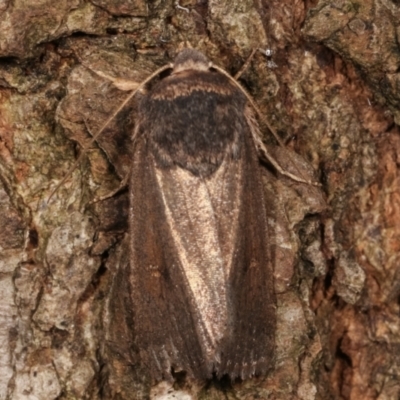 Proteuxoa unidentified species (MoV sp.21) at Melba, ACT - 13 Apr 2021 by kasiaaus