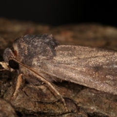 Proteuxoa unidentified species (MoV sp.21) at Melba, ACT - 14 Apr 2021 01:08 AM