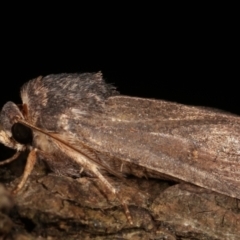 Proteuxoa unidentified species (MoV sp.21) at Melba, ACT - 14 Apr 2021 01:08 AM