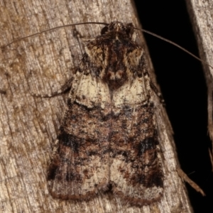 Agrotis porphyricollis at Melba, ACT - 14 Apr 2021 11:00 PM