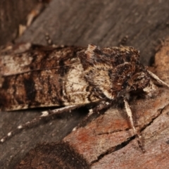 Agrotis porphyricollis at Melba, ACT - 14 Apr 2021 11:00 PM