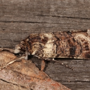 Agrotis porphyricollis at Melba, ACT - 14 Apr 2021