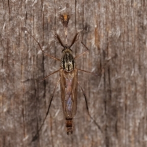 Culicidae (family) at Melba, ACT - 14 Apr 2021 11:00 PM