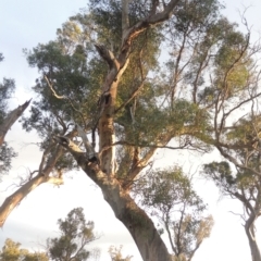 Eucalyptus blakelyi (Blakely's Red Gum) at Lanyon - northern section A.C.T. - 22 Feb 2021 by michaelb