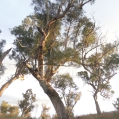 Eucalyptus blakelyi at Lanyon - northern section A.C.T. - 22 Feb 2021