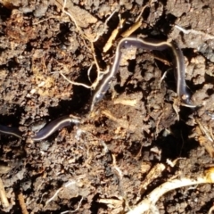 Caenoplana coerulea (Blue Planarian, Blue Garden Flatworm) at Tuggeranong DC, ACT - 15 Apr 2021 by tpreston