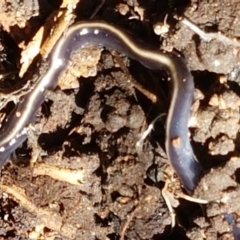 Caenoplana coerulea at Tuggeranong DC, ACT - 15 Apr 2021