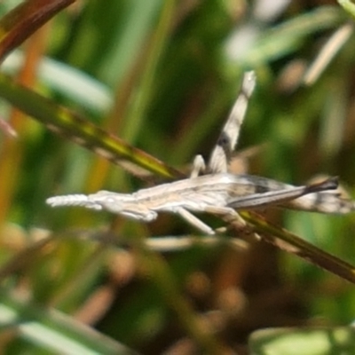 Keyacris scurra (Key's Matchstick Grasshopper) at Bullen Range - 15 Apr 2021 by trevorpreston