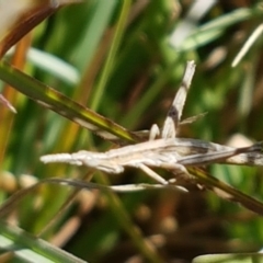 Keyacris scurra at Tuggeranong DC, ACT - 15 Apr 2021 11:35 AM