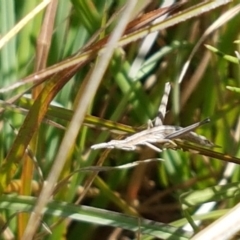 Keyacris scurra at Tuggeranong DC, ACT - 15 Apr 2021 11:35 AM