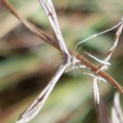 Platyptilia celidotus (Plume Moth) at Tuggeranong DC, ACT - 15 Apr 2021 by trevorpreston