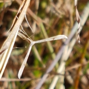 Platyptilia celidotus at Tuggeranong DC, ACT - 15 Apr 2021