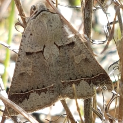 Pantydia sparsa (Noctuid Moth) at Tuggeranong DC, ACT - 15 Apr 2021 by trevorpreston