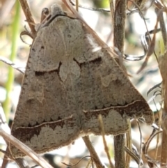 Pantydia sparsa (Noctuid Moth) at Bullen Range - 15 Apr 2021 by tpreston