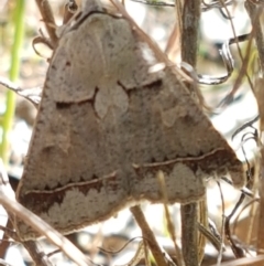 Pantydia sparsa at Tuggeranong DC, ACT - 15 Apr 2021 11:46 AM