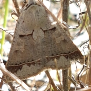 Pantydia sparsa at Tuggeranong DC, ACT - 15 Apr 2021