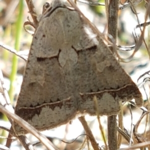 Pantydia sparsa at Tuggeranong DC, ACT - 15 Apr 2021 11:46 AM