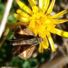 Taractrocera papyria (White-banded Grass-dart) at Kambah, ACT - 15 Apr 2021 by trevorpreston
