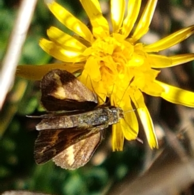 Taractrocera papyria (White-banded Grass-dart) at Kambah, ACT - 15 Apr 2021 by trevorpreston