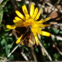 Taractrocera papyria at Kambah, ACT - 15 Apr 2021