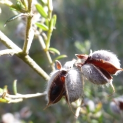 Mirbelia oxylobioides (Mountain Mirbelia) at Molonglo Gorge - 13 Apr 2021 by Boronia