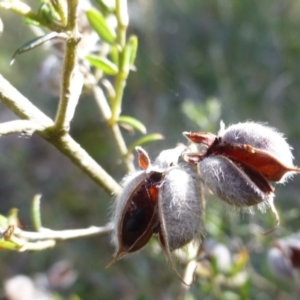 Mirbelia oxylobioides at Kowen, ACT - 14 Apr 2021