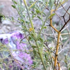 Mirbelia oxylobioides at Kowen, ACT - 14 Apr 2021