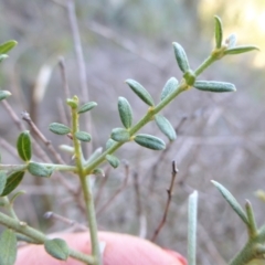 Mirbelia oxylobioides at Kowen, ACT - 14 Apr 2021