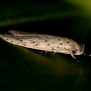 Stictochila sarcoptera at Melba, ACT - 31 Mar 2021