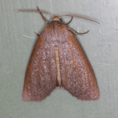 Paralaea porphyrinaria (Chestnut Vein Crest Moth) at Melba, ACT - 31 Mar 2021 by Bron