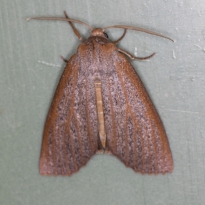 Paralaea porphyrinaria at Melba, ACT - 31 Mar 2021 09:25 AM