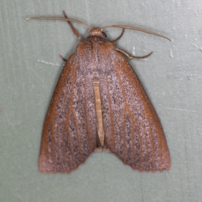 Paralaea porphyrinaria (Chestnut Vein Crest Moth) at Melba, ACT - 30 Mar 2021 by Bron