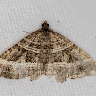 Chrysolarentia subrectaria (A Geometer moth) at Melba, ACT - 31 Mar 2021 by Bron