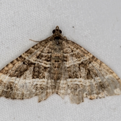 Chrysolarentia subrectaria (A Geometer moth) at Melba, ACT - 30 Mar 2021 by Bron