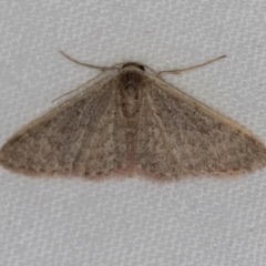 Idaea costaria (White-edged Wave) at Melba, ACT - 31 Mar 2021 by Bron